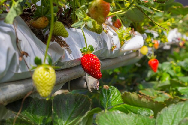 Primer plano de las frutas en el árbol