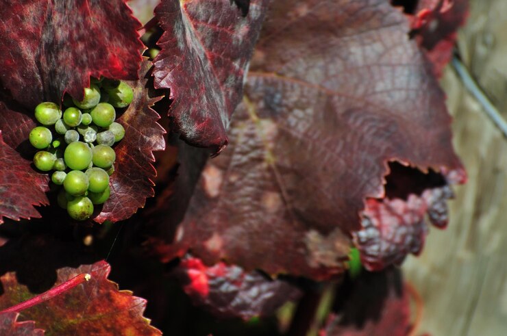 Foto primer plano de las frutas en el árbol