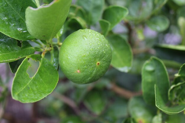 Foto primer plano de las frutas en el árbol