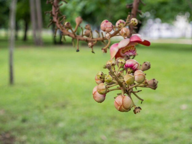 Foto primer plano de las frutas en el árbol