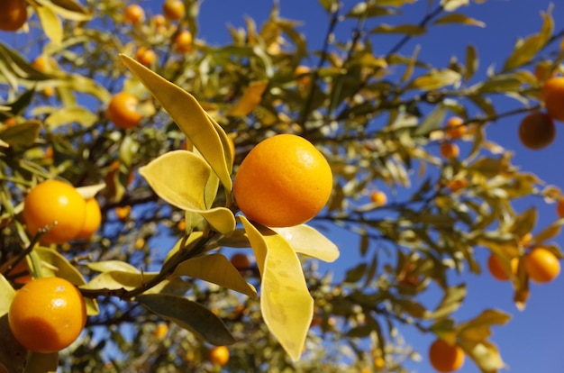 Primer plano de frutas de bayas amarillas en el árbol contra el cielo
