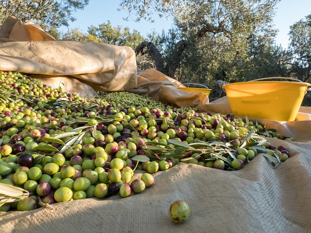 Primer plano de las frutas en la canasta