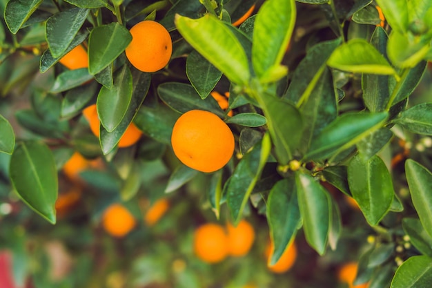 Primer plano Frutas cítricas naranjas vibrantes en un árbol Kumquat en honor al año nuevo vietnamita. Mercado de flores de año nuevo lunar. Año Nuevo Chino. Tet