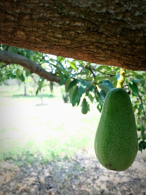 Primer plano de las frutas colgando en el árbol