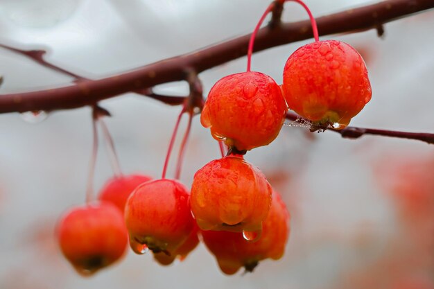 Foto primer plano de las frutas colgando en el árbol