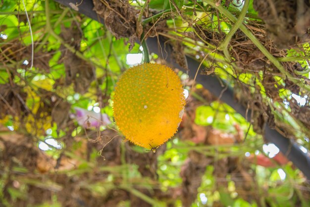 Foto primer plano de las frutas colgando en el árbol