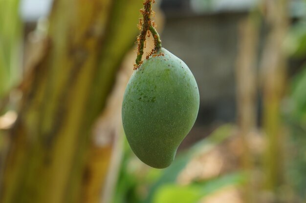 Primer plano de las frutas colgando del árbol