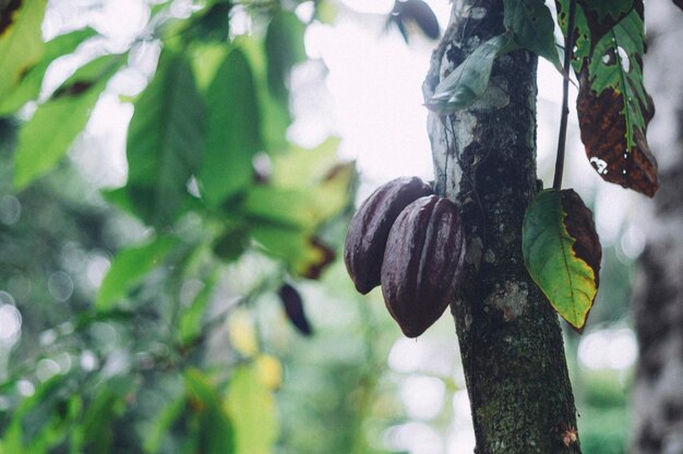 Foto primer plano de frutas colgando en el tronco del árbol