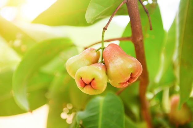 Primer plano de frutas frescas en el árbol