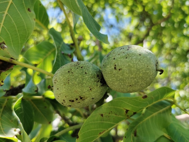 Primer plano de frutas frescas en el árbol