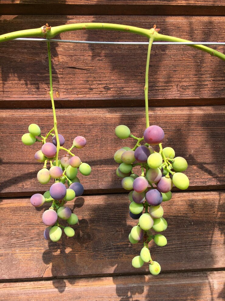 Foto primer plano de las frutas en la mesa