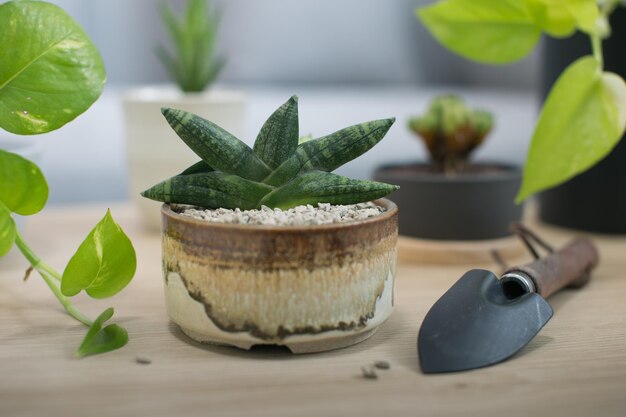 Foto primer plano de frutas y plantas en maceta en la mesa