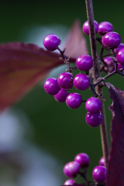 Foto primer plano de las frutas púrpuras en el árbol