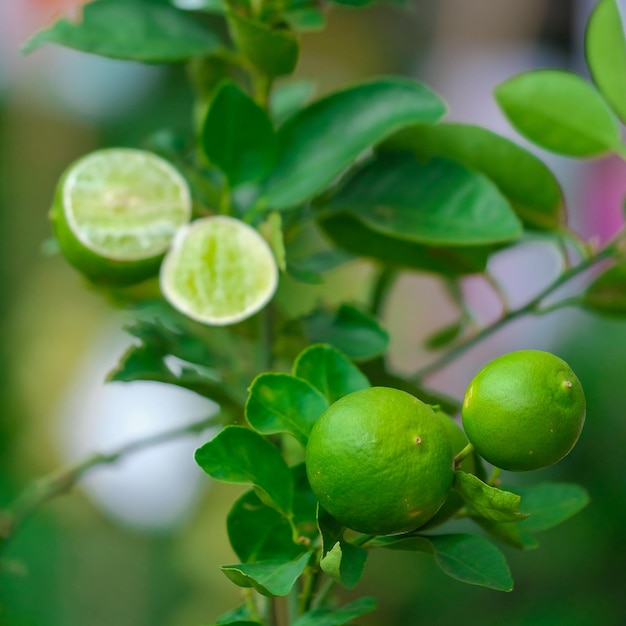 Foto primer plano de las frutas que crecen en el árbol