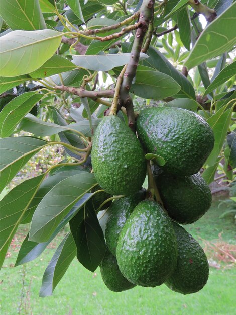 Primer plano de las frutas que crecen en el árbol