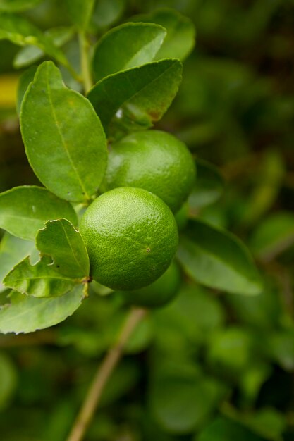 Foto primer plano de las frutas que crecen en el árbol