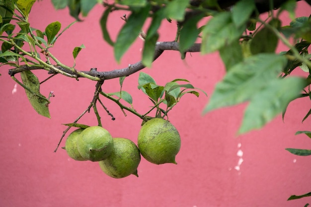 Foto primer plano de las frutas que crecen en el árbol