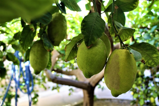 Primer plano de las frutas que crecen en el árbol