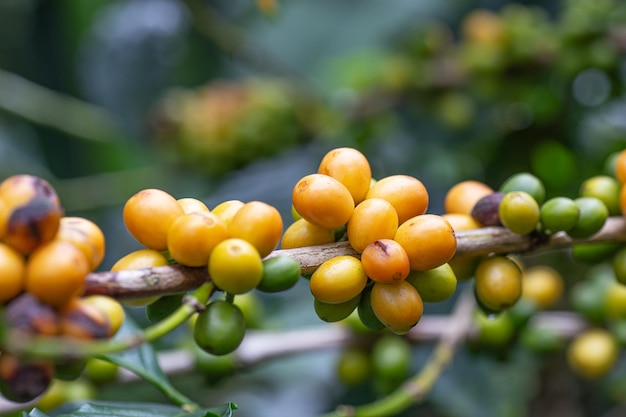 Primer plano de las frutas que crecen en el árbol