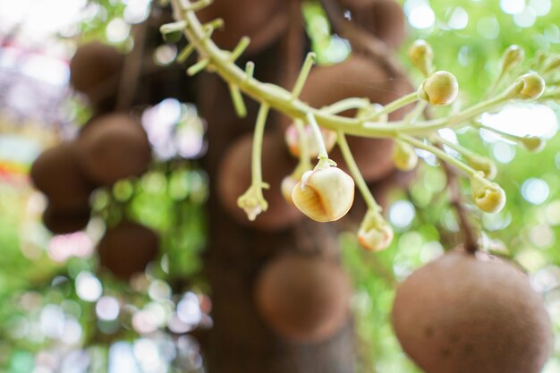 Foto primer plano de las frutas que crecen en el árbol