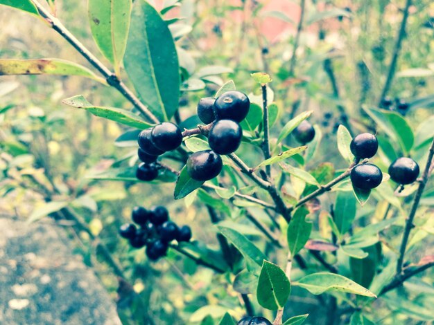 Primer plano de las frutas que crecen en el árbol