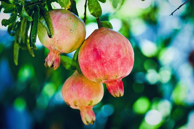 Primer plano de las frutas que crecen en el árbol