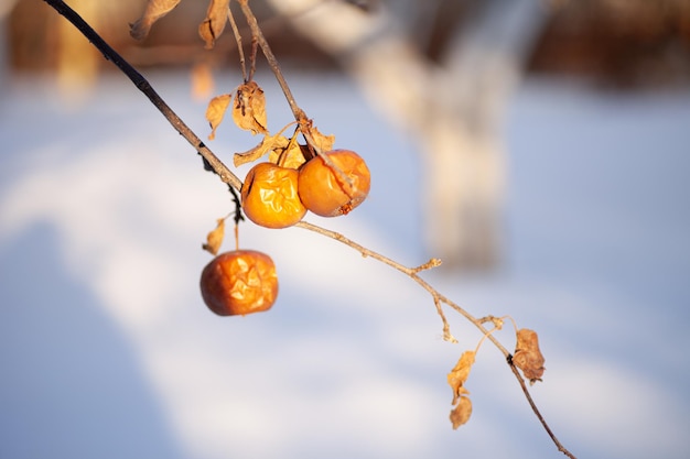 Primer plano de frutas en la rama de un árbol manzanas del árbol del paraíso con frutas demasiado maduras en invierno en el fondo nevado ...