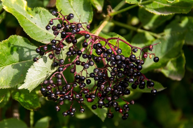 Primer plano de frutas de saúco negro (Sambucus nigra)