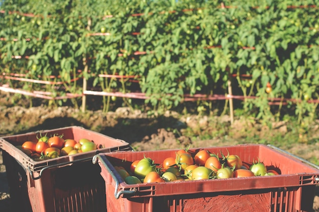 Primer plano de las frutas