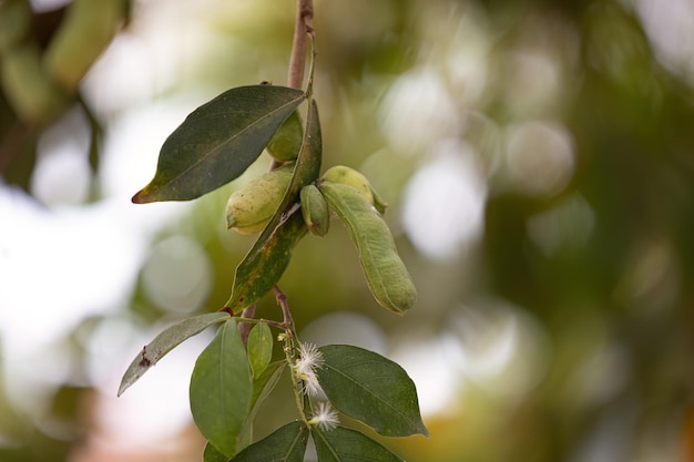 Foto primer plano de los frutos del árbol frutal brasileño llamado inga