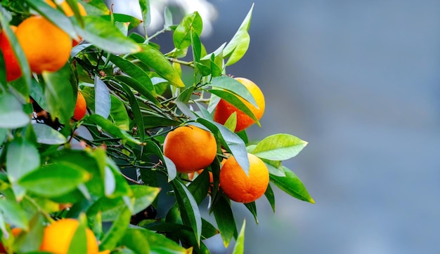 Primer plano de frutos de mandarina colgando de una rama Enfoque selectivo Fondo borroso Banner Lugar para texto