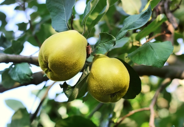 Primer plano de frutos de membrillo de manzana entre follaje verde en las ramas de los árboles. Membrillos frescos en árbol. Concepto de cosecha de otoño.