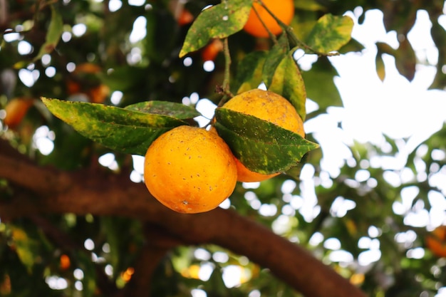 Primer plano de los frutos de naranja en el árbol