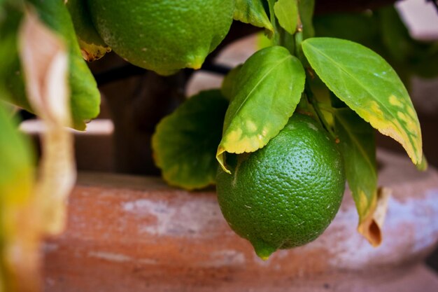 Foto primer plano de los frutos en la planta