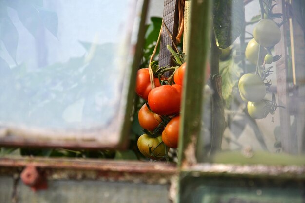 Foto primer plano de los frutos en la planta