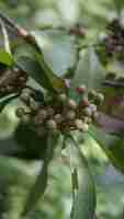 Foto primer plano de frutos de plantas de ardisia elliptica, también conocido como botón de zapato ardisia shoebutton china arbusto lampenne