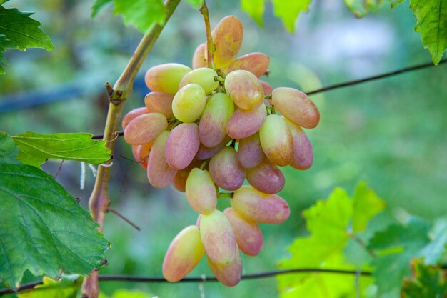 Primer plano de los frutos que crecen en la planta