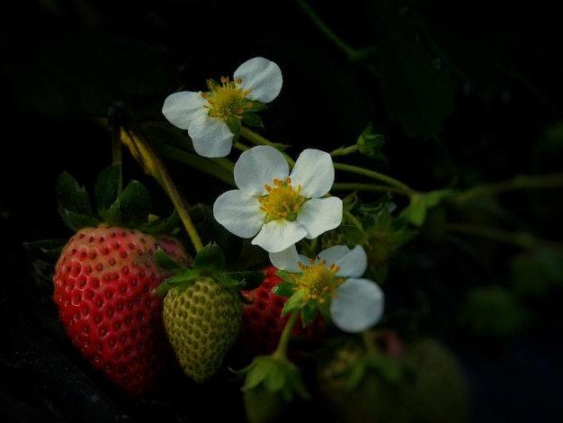 Foto primer plano de los frutos que crecen en la planta