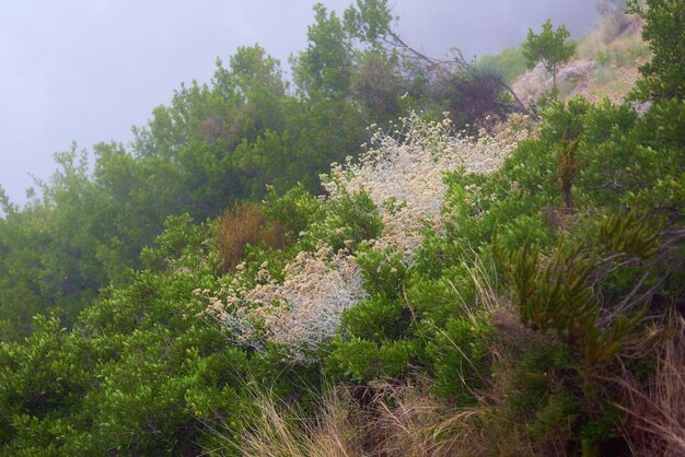 Primer plano de Fynbos quemados que crecen en Lions Head en Sudáfrica Las secuelas de un incendio forestal en un paisaje de montaña con copyspace Aire de smog grueso que muestra plantas y árboles de arbustos verdes densos sobrevivientes