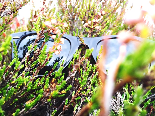 Foto primer plano de gafas de sol en las plantas