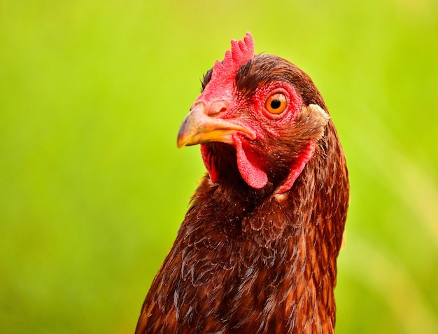 Primer plano de una gallina contra un fondo borroso