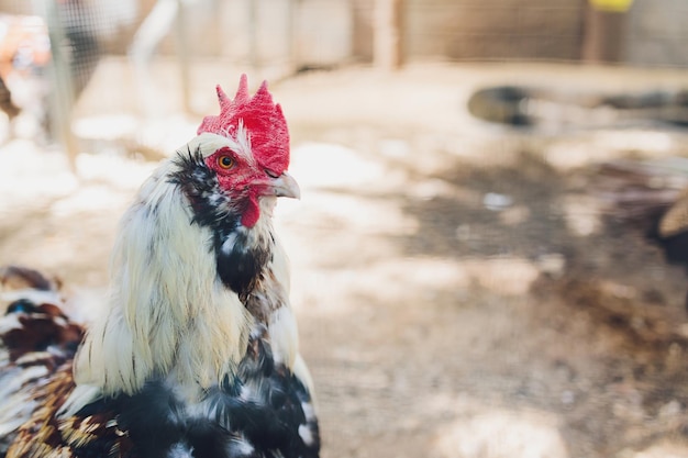 Primer plano de una gallina en un corral gallus gallus domesticus