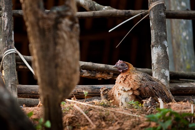 Primer plano de una gallina en un corral (Gallus gallus domesticus)