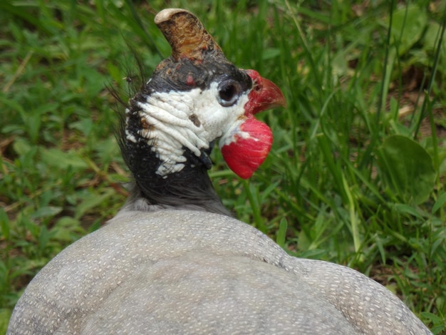 Primer plano de una gallina guineana con casco en el campo