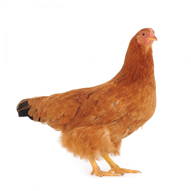 Primer plano de una gallina linda marrón