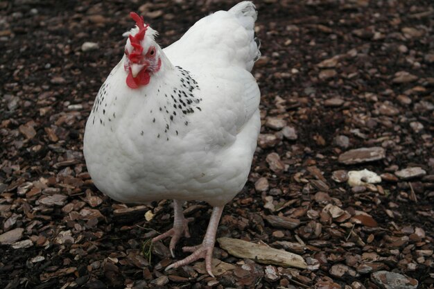 Primer plano de una gallina en el suelo