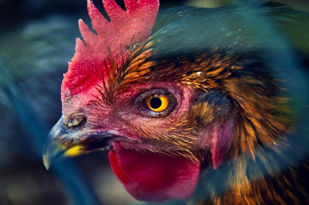 Primer plano de una gallina