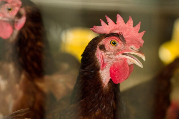 Foto primer plano de las gallinas que miran hacia otro lado