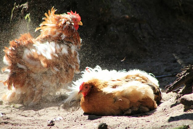 Foto primer plano de las gallinas en el suelo