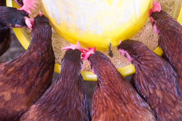 Foto primer plano de las gallinas